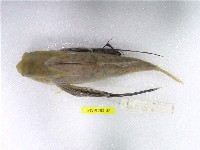 藏品(東方黃魴)的圖片